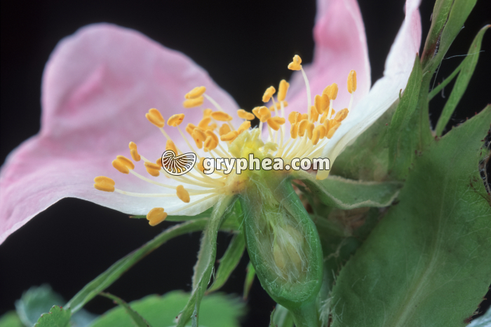 Eglantine (Rosa canina) - Fleur en CL - gryphea.com